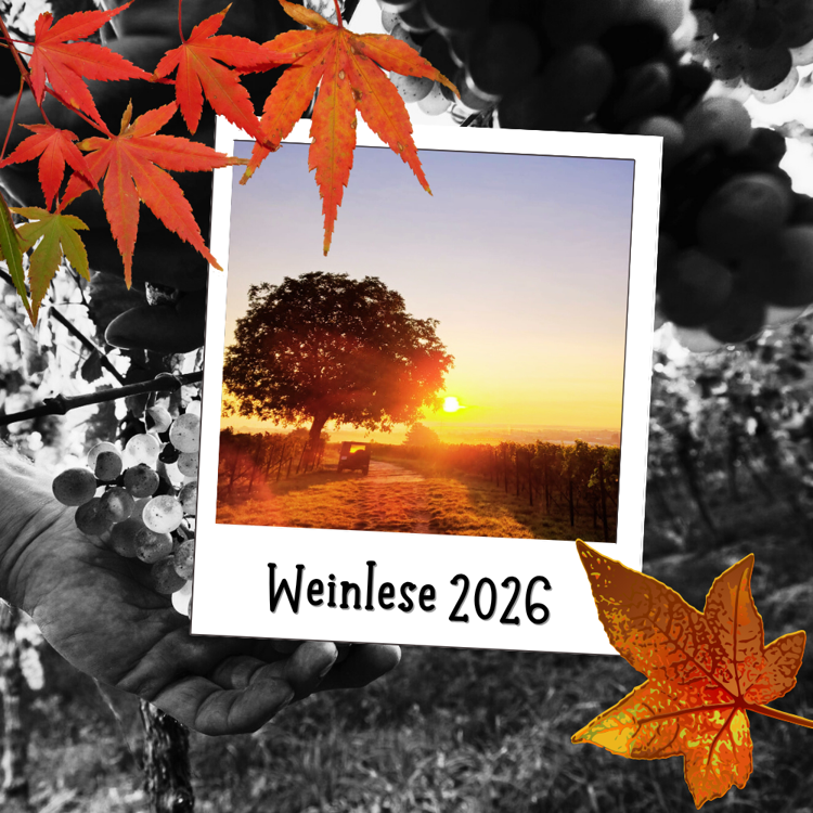 Weinlese 2026