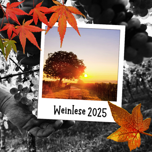 Weinlese 2025
